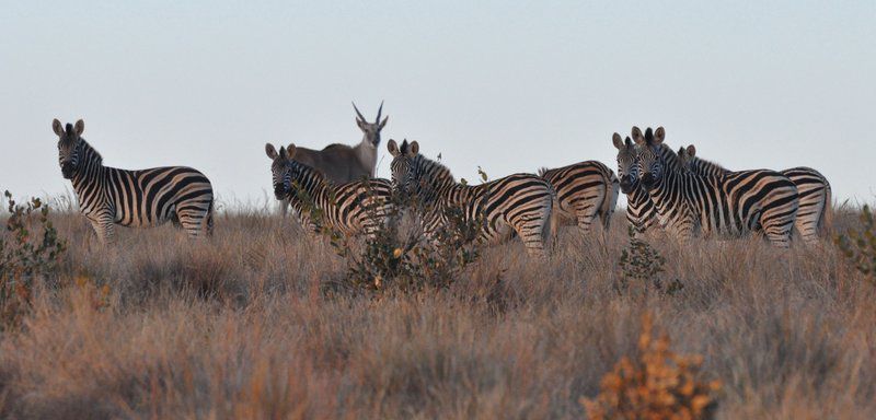 Elandsvlei Estate Chalet Waterberg Limpopo Province South Africa Zebra, Mammal, Animal, Herbivore