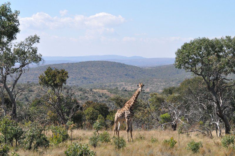 Elandsvlei Estate Luxury Tent Vaalwater Limpopo Province South Africa Giraffe, Mammal, Animal, Herbivore