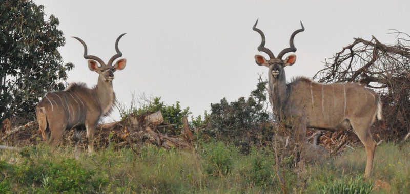 Elandsvlei Estate Luxury Tent Vaalwater Limpopo Province South Africa Animal