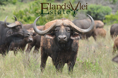 Elandsvlei Estate Luxury Tent Vaalwater Limpopo Province South Africa Bison, Mammal, Animal, Herbivore, Water Buffalo