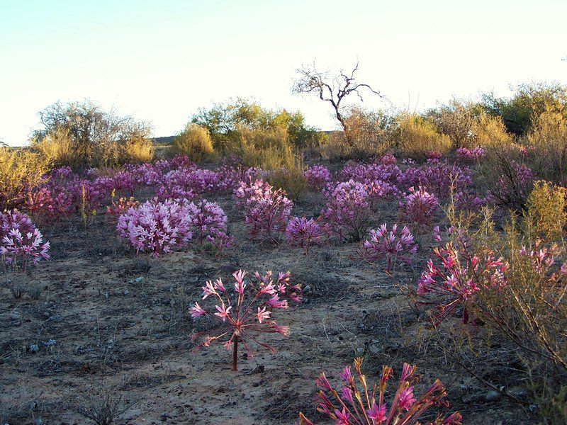 Elandsberg Eco Tourism Clanwilliam Western Cape South Africa Cactus, Plant, Nature