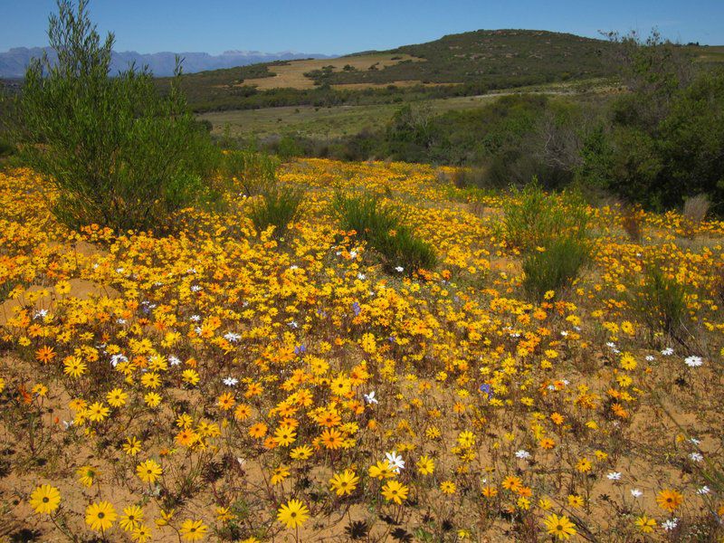 Elandsberg Eco Tourism Clanwilliam Western Cape South Africa Colorful, Meadow, Nature, Plant