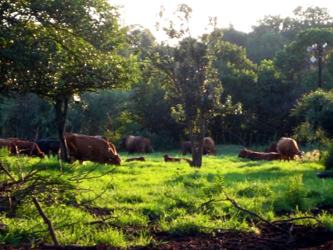 Elandsfontein Farm Cottage Elandsfontein Johannesburg Gauteng South Africa Meadow, Nature, Animal