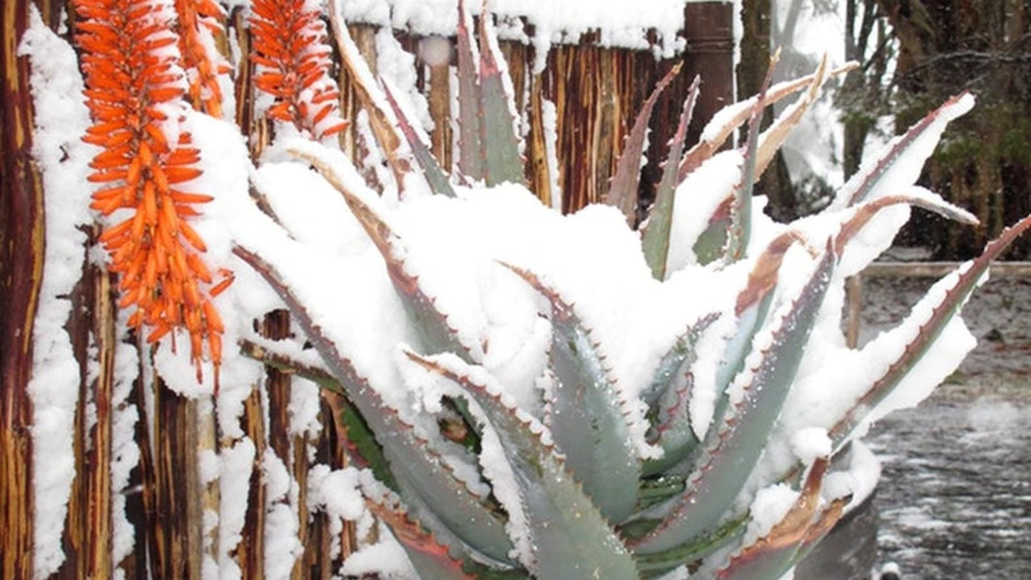 Elandsrus Country Lodge Three Sisters Western Cape South Africa Cactus, Plant, Nature, Snow, Winter