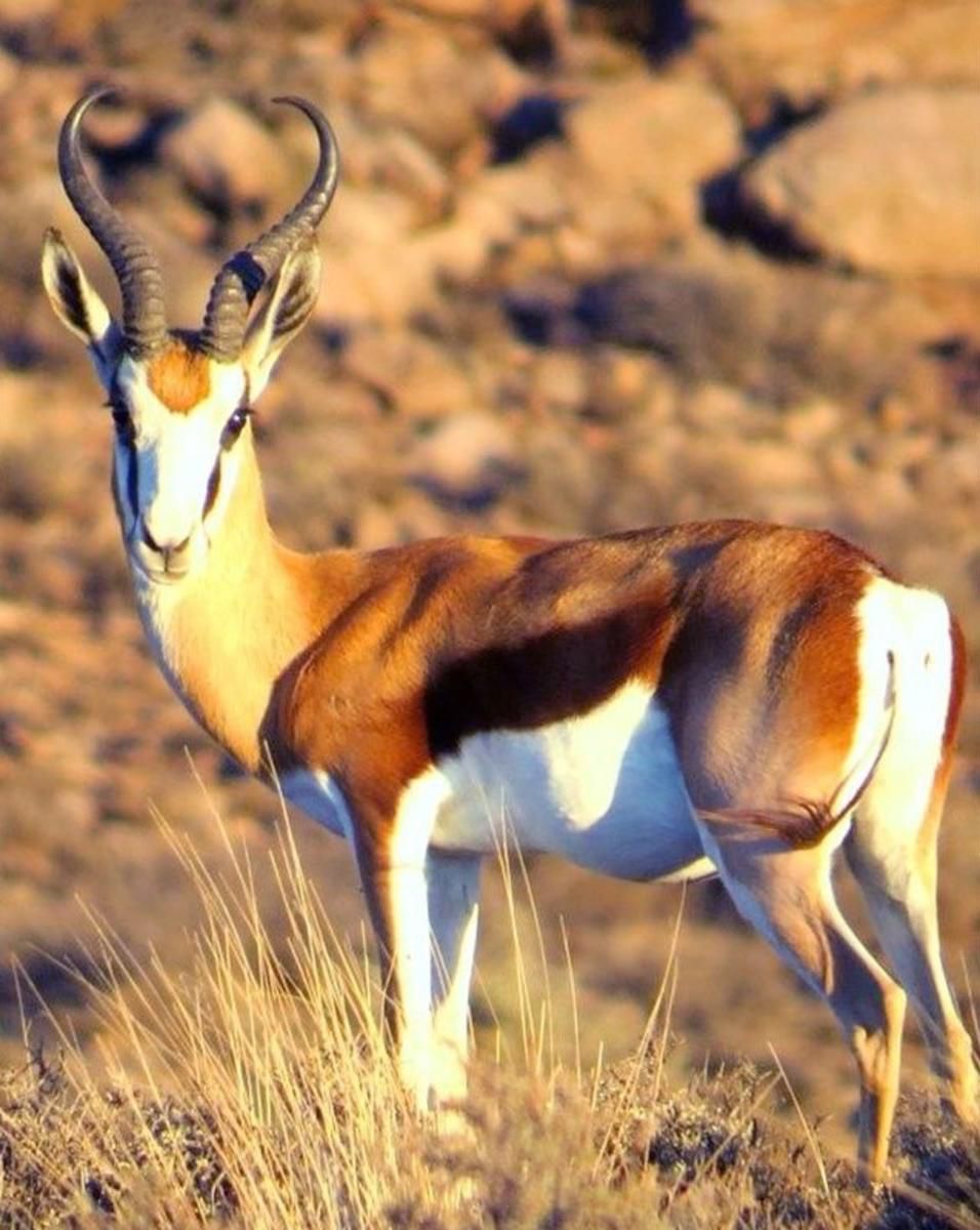 Elandsrus Country Lodge Three Sisters Western Cape South Africa Animal