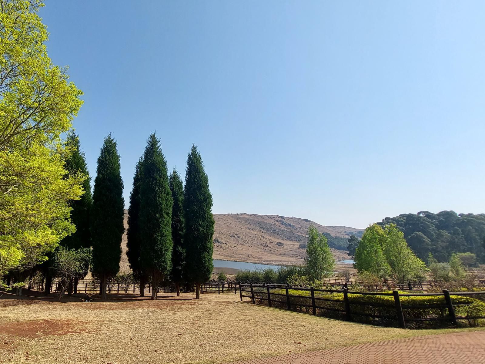 Elands Valley Dullstroom Mpumalanga South Africa Complementary Colors, Tree, Plant, Nature, Wood