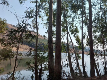 Elands Valley Dullstroom Mpumalanga South Africa Forest, Nature, Plant, Tree, Wood, Lake, Waters, River