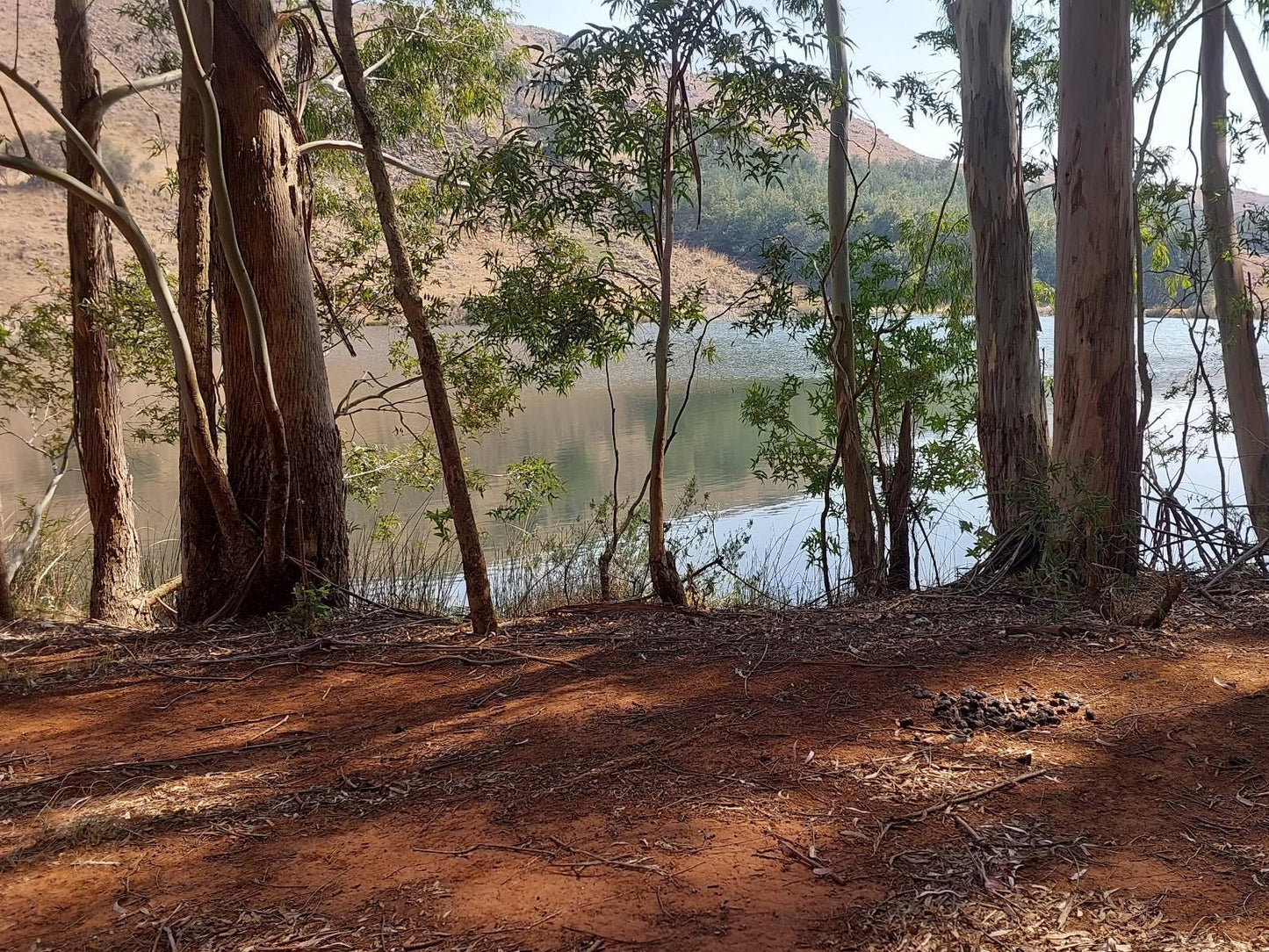 Elands Valley Dullstroom Mpumalanga South Africa Forest, Nature, Plant, Tree, Wood, River, Waters