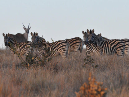 Elandsvlei Estate Farmhouse Waterberg Limpopo Province South Africa Zebra, Mammal, Animal, Herbivore