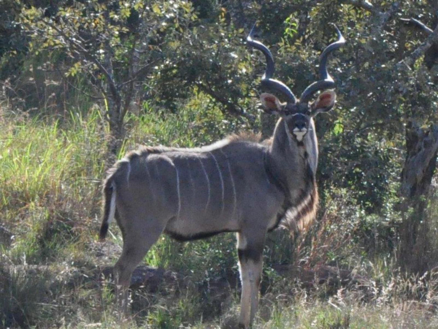 Elandsvlei Estate Farmhouse Waterberg Limpopo Province South Africa Unsaturated, Animal