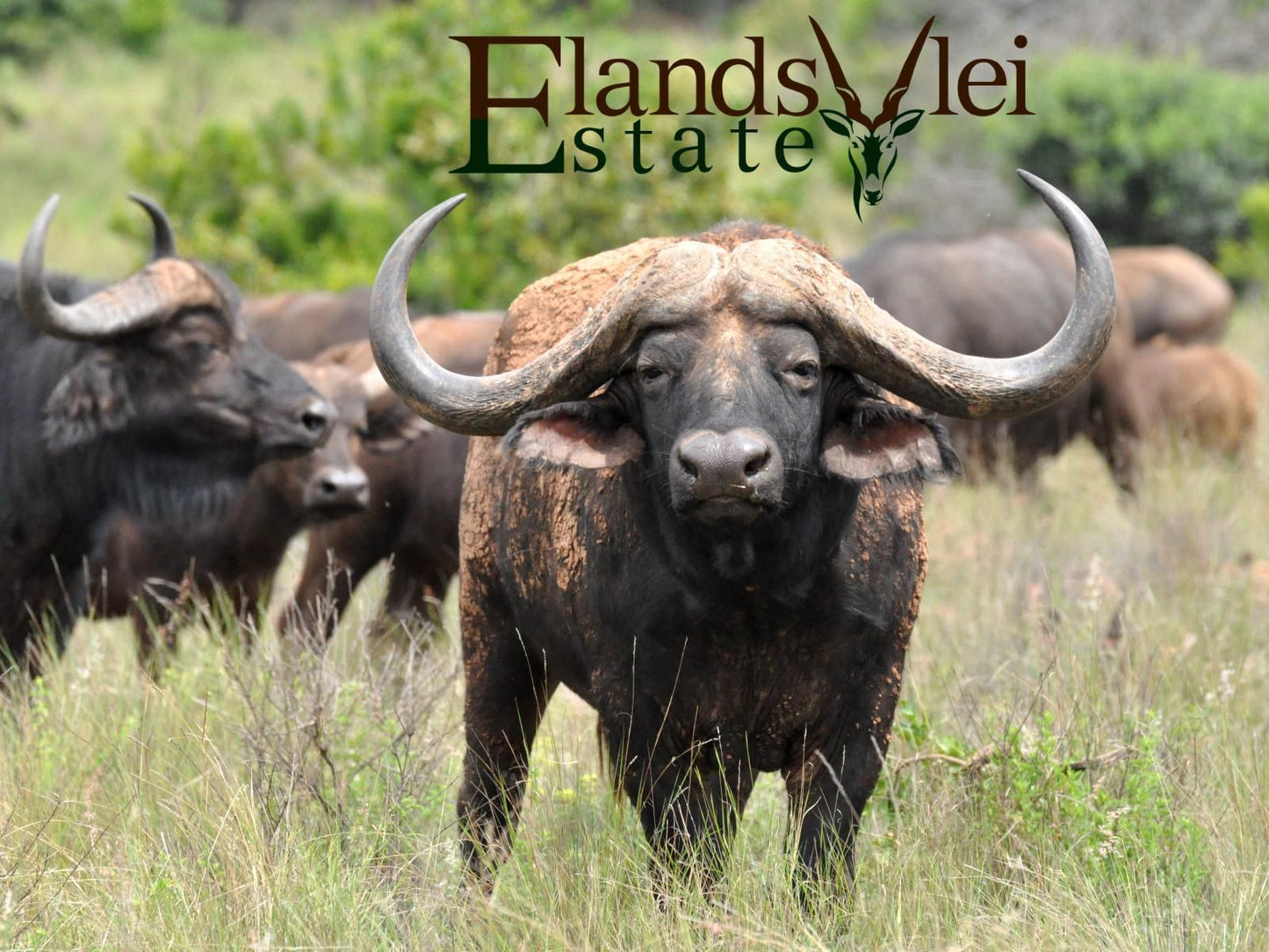 Elandsvlei Estate Farmhouse Waterberg Limpopo Province South Africa Bison, Mammal, Animal, Herbivore, Water Buffalo