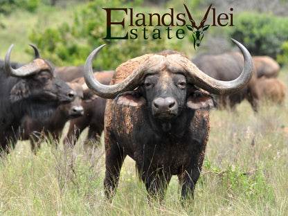 Elandsvlei Estate Farmhouse Waterberg Limpopo Province South Africa Bison, Mammal, Animal, Herbivore, Water Buffalo