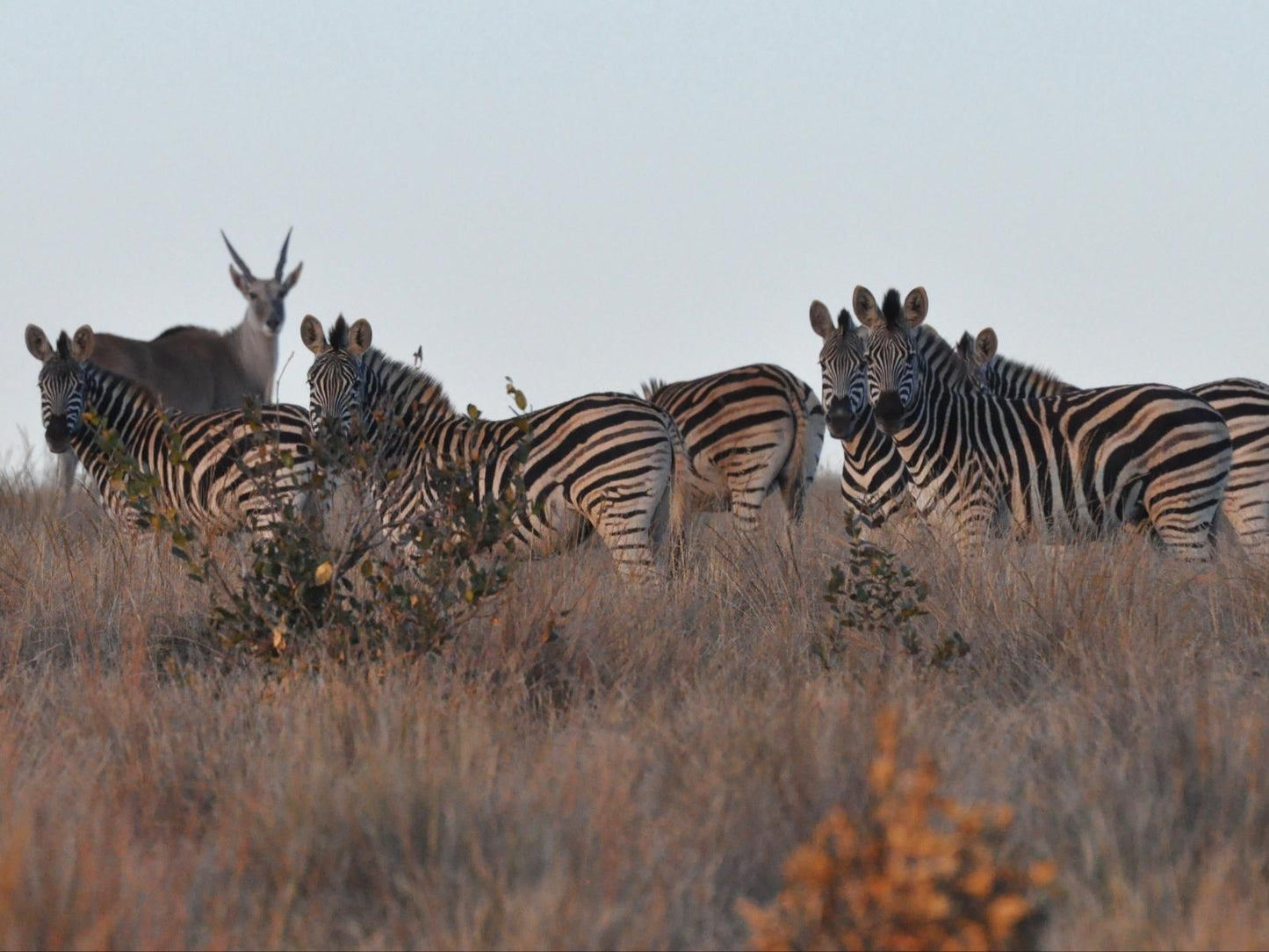 Elandsvlei Estate, Zebra, Mammal, Animal, Herbivore