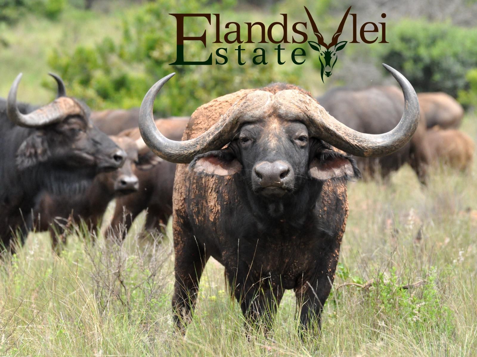 Elandsvlei Estate, Bison, Mammal, Animal, Herbivore, Water Buffalo