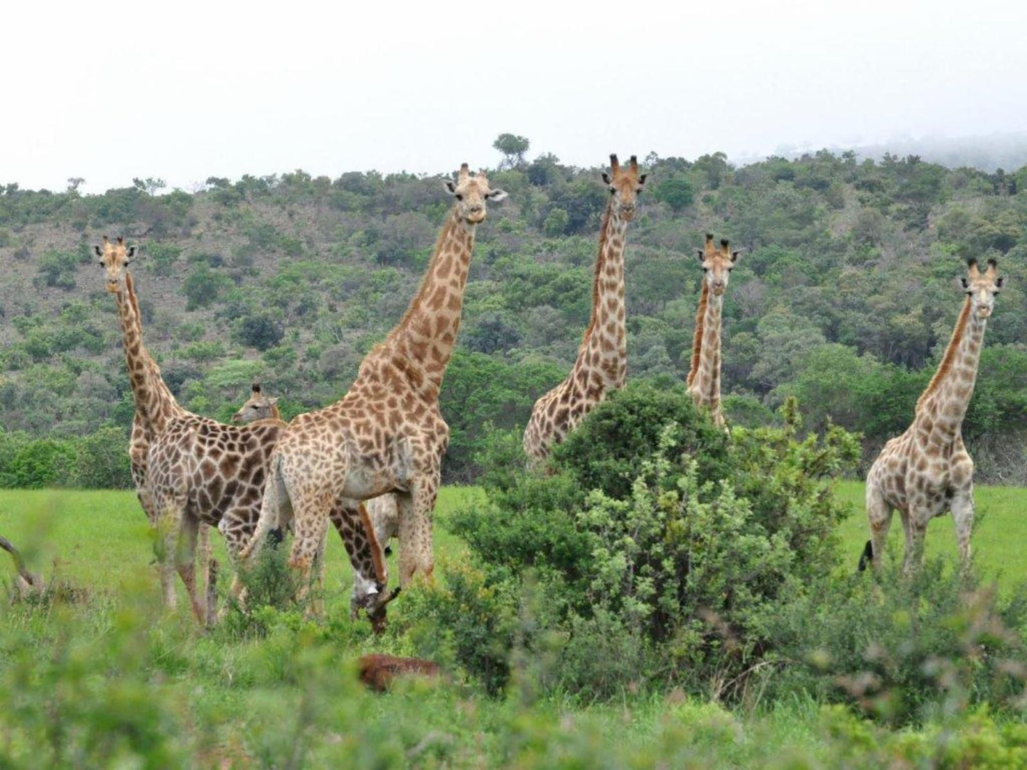 Elandsvlei Estate, Giraffe, Mammal, Animal, Herbivore