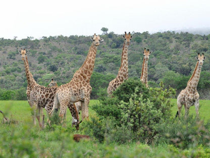 Elandsvlei Estate, Giraffe, Mammal, Animal, Herbivore