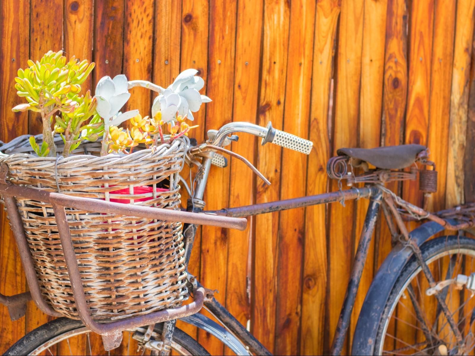 Eldorado Private Collection Oudtshoorn Western Cape South Africa Bicycle, Vehicle, Flower, Plant, Nature
