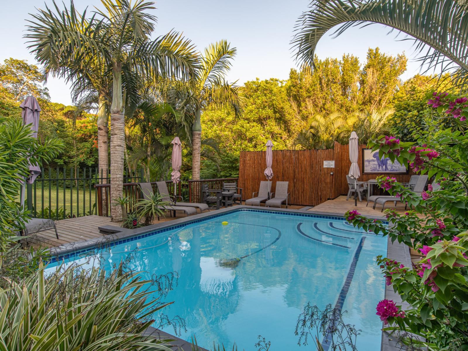 Elephant Coast Guesthouse, Palm Tree, Plant, Nature, Wood, Garden, Swimming Pool