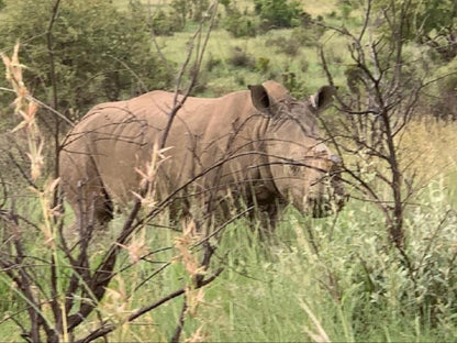 Elephant House Mogwase North West Province South Africa Sepia Tones, Rhino, Mammal, Animal, Herbivore