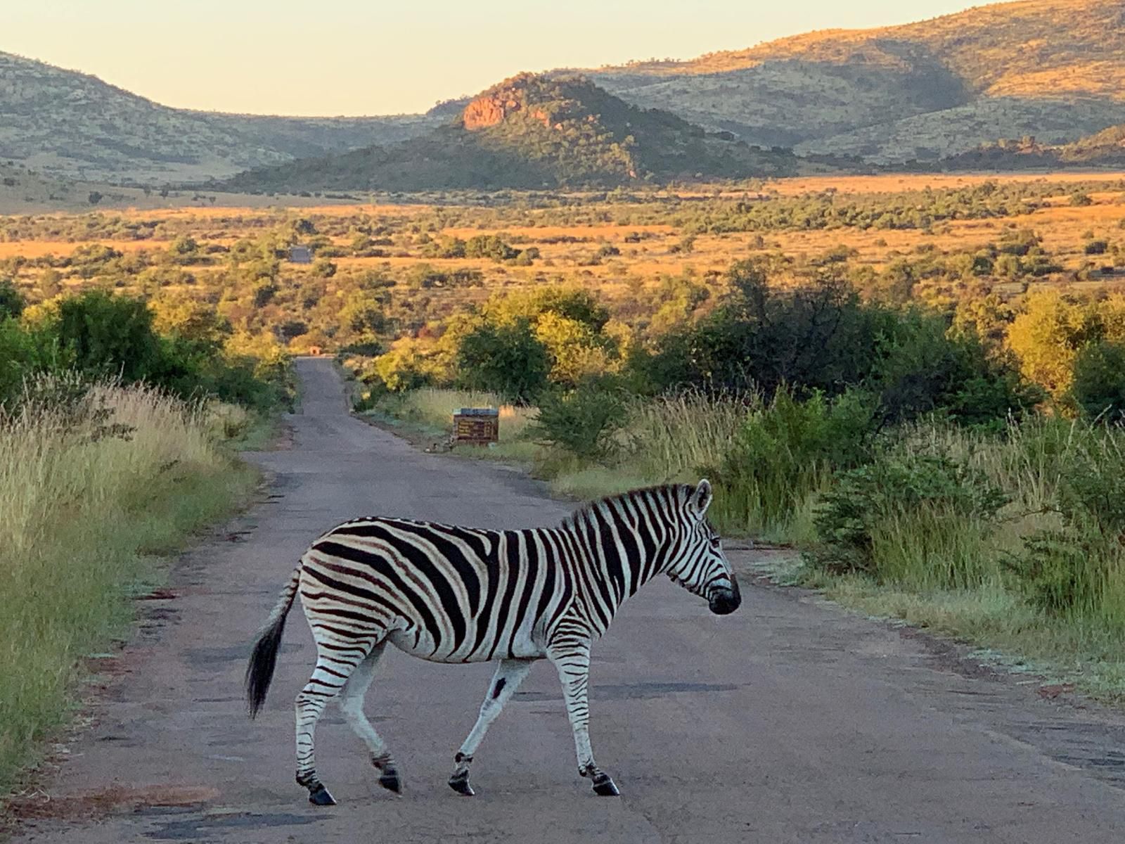 Elephant House Mogwase North West Province South Africa Zebra, Mammal, Animal, Herbivore