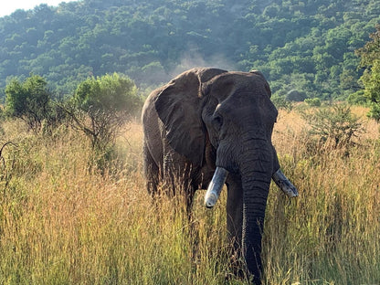 Elephant House Mogwase North West Province South Africa Elephant, Mammal, Animal, Herbivore