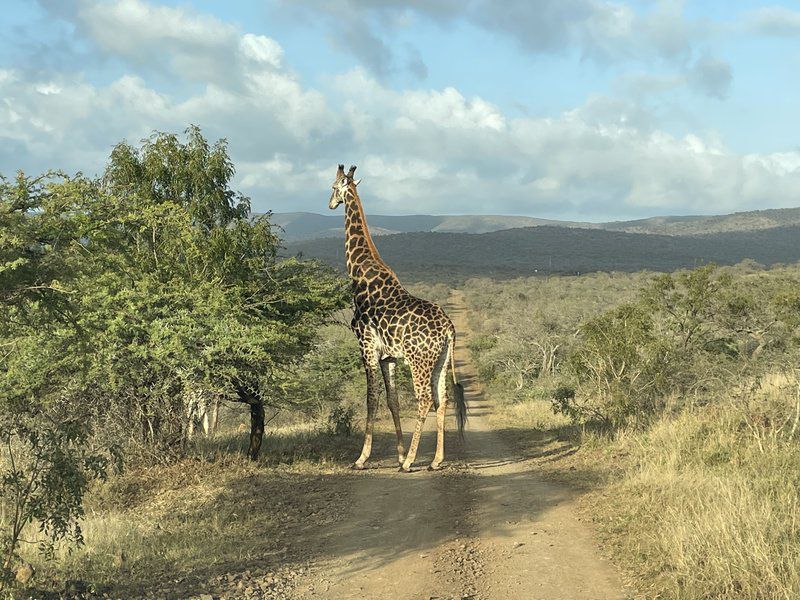 Elephant Kraal Avery House Jozini Kwazulu Natal South Africa Complementary Colors, Giraffe, Mammal, Animal, Herbivore