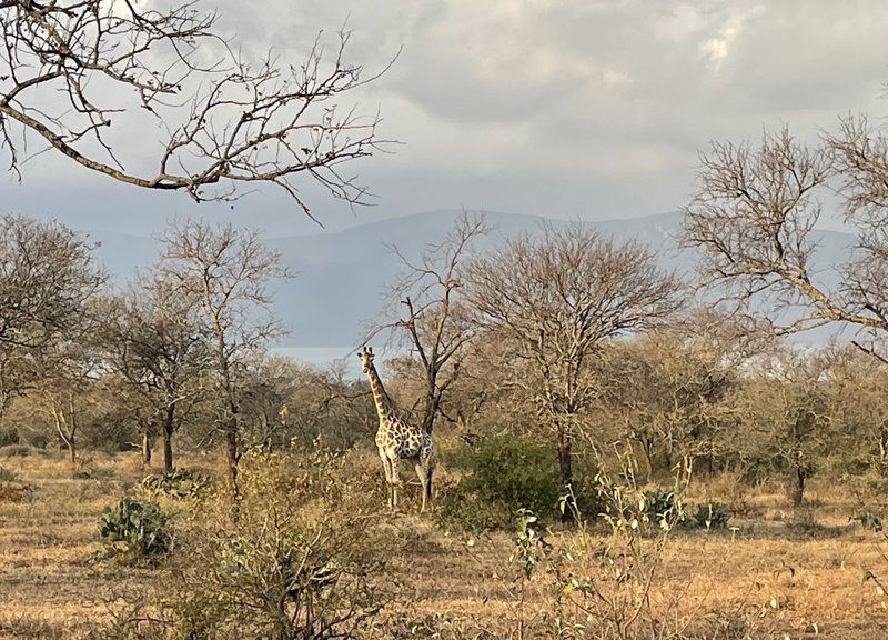 Elephant Kraal Avery House Jozini Kwazulu Natal South Africa Giraffe, Mammal, Animal, Herbivore