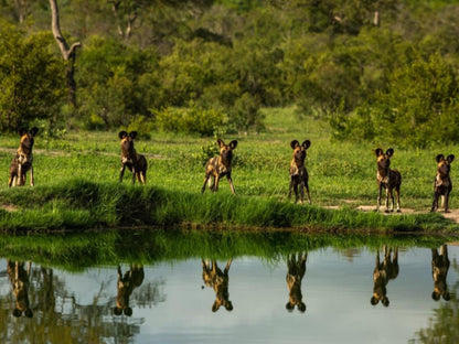 Elephant Plains Game Lodge Sabi Sand Reserve Mpumalanga South Africa Animal