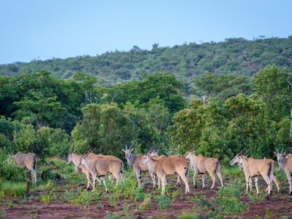 Elephants Crossing Welgevonden Game Reserve Limpopo Province South Africa Animal