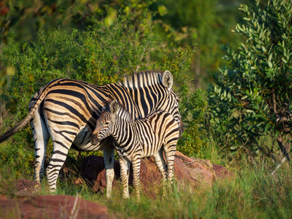 Elephants Crossing Welgevonden Game Reserve Limpopo Province South Africa Zebra, Mammal, Animal, Herbivore