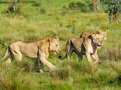 Elephants Crossing Welgevonden Game Reserve Limpopo Province South Africa Lion, Mammal, Animal, Big Cat, Predator