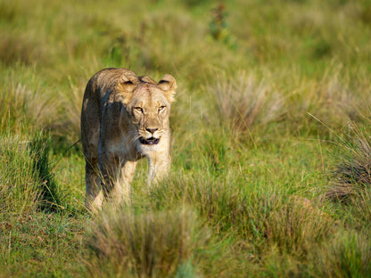 Elephants Crossing Welgevonden Game Reserve Limpopo Province South Africa Lion, Mammal, Animal, Big Cat, Predator