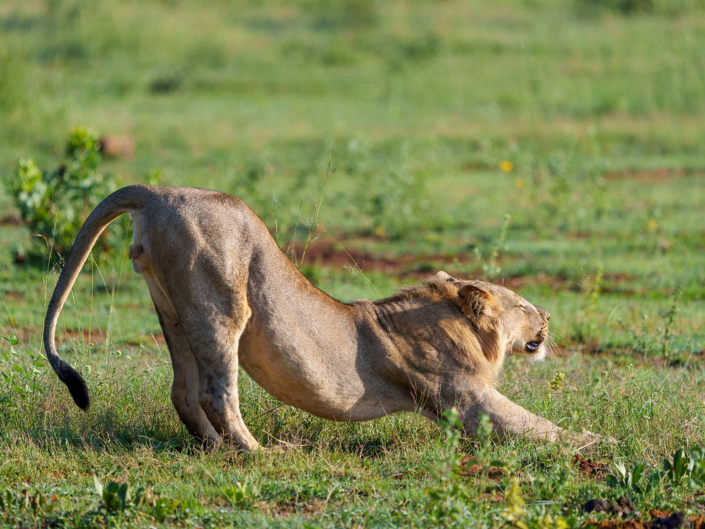 Elephants Crossing Welgevonden Game Reserve Limpopo Province South Africa Lion, Mammal, Animal, Big Cat, Predator