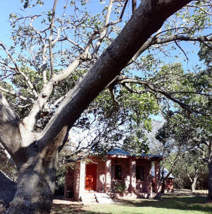 Elephant Walk Colleen Glen Port Elizabeth Eastern Cape South Africa Tree, Plant, Nature, Wood