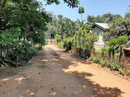 Elephant Walk Phalaborwa Limpopo Province South Africa Palm Tree, Plant, Nature, Wood