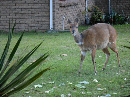 Ellipsis Cottage Brenton On Lake Knysna Western Cape South Africa Deer, Mammal, Animal, Herbivore
