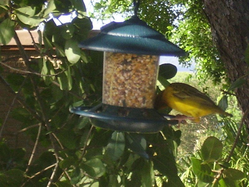 Ellipsis Cottage Brenton On Lake Knysna Western Cape South Africa Bird, Animal