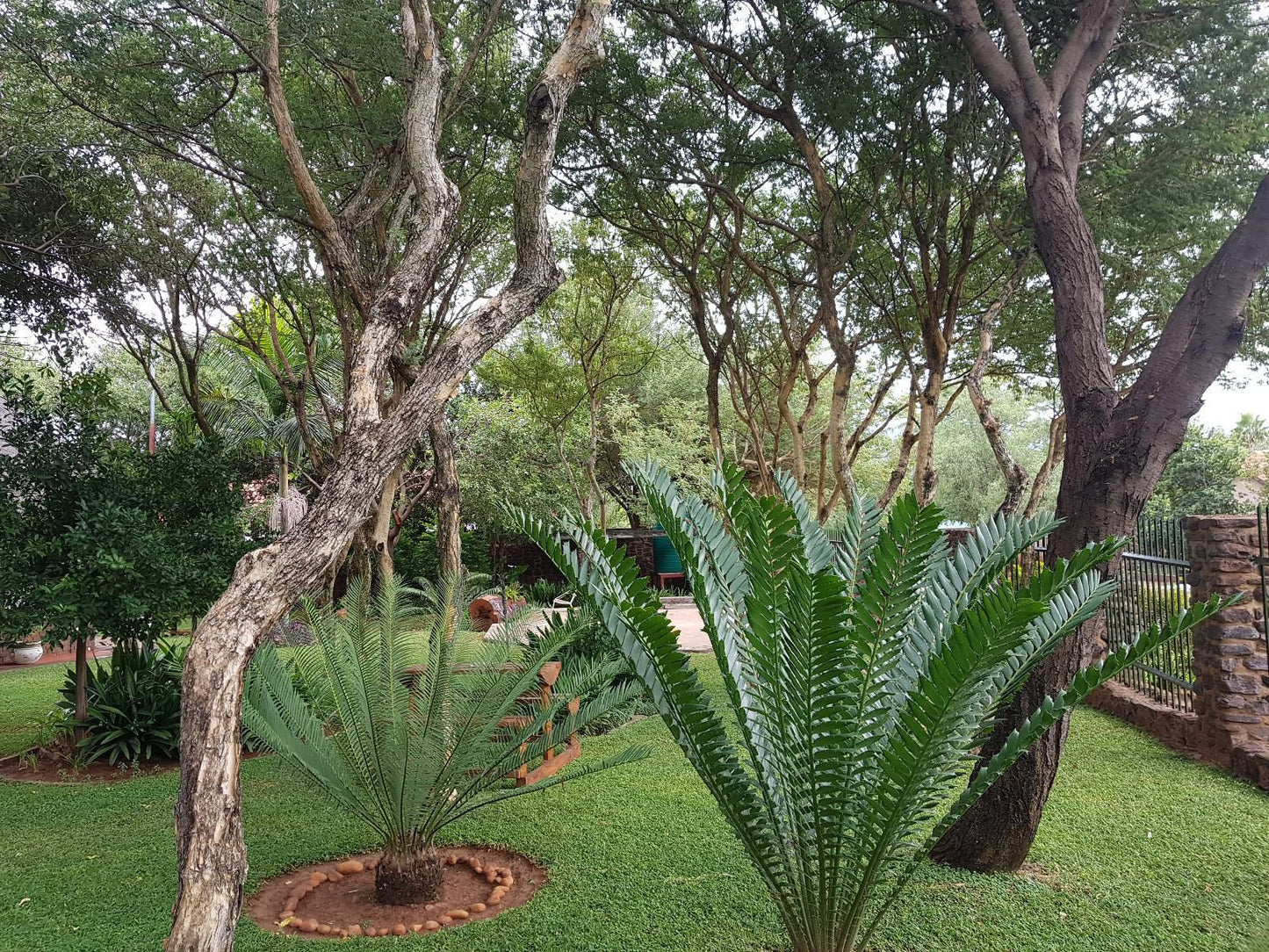 El Shadai Guest House Thabazimbi Thabazimbi Limpopo Province South Africa Palm Tree, Plant, Nature, Wood, Garden