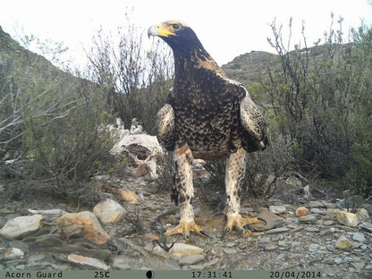 El Yolo One Klaarstroom Western Cape South Africa Unsaturated, Hawk, Bird, Animal, Predator