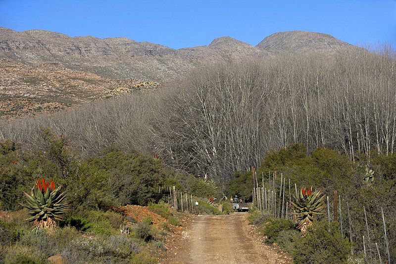 El Yolo One Klaarstroom Western Cape South Africa Cactus, Plant, Nature, Sign, Text, Highland