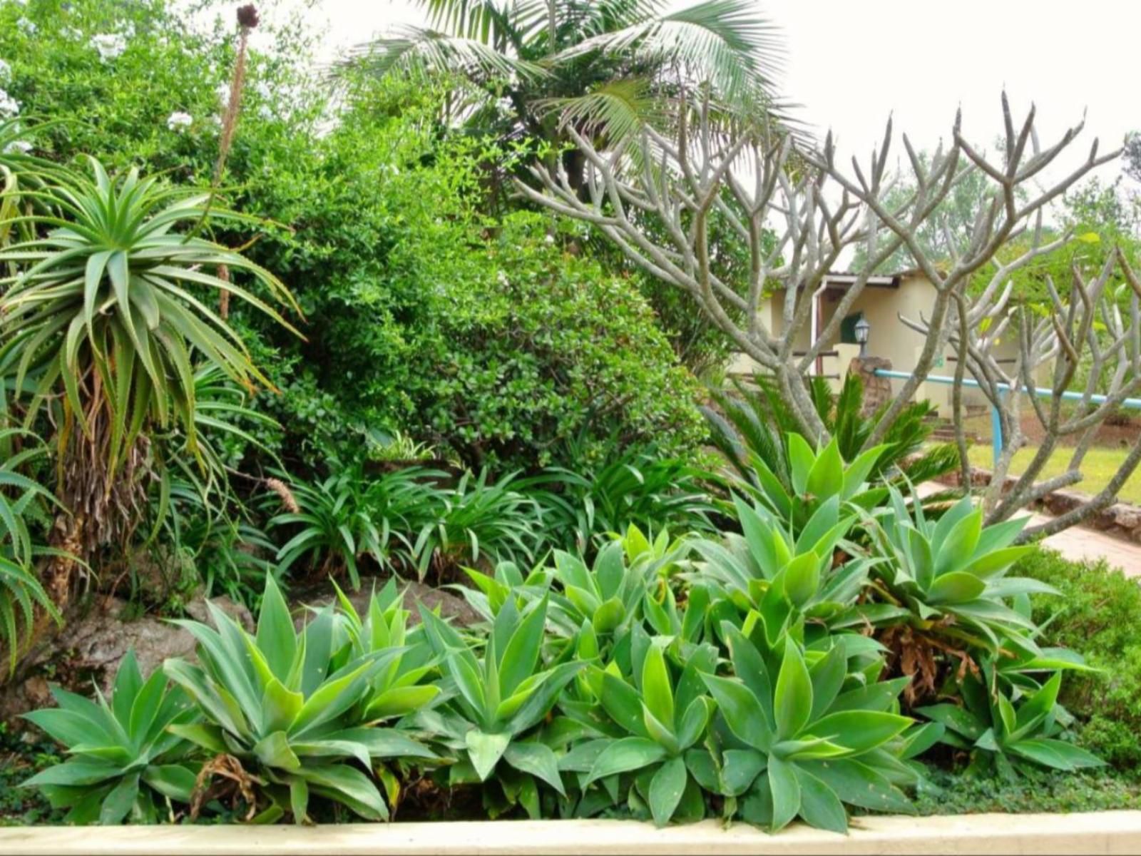 Emafini Country Lodge, Palm Tree, Plant, Nature, Wood, Garden