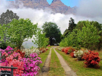 Emafweni, Garden, Nature, Plant