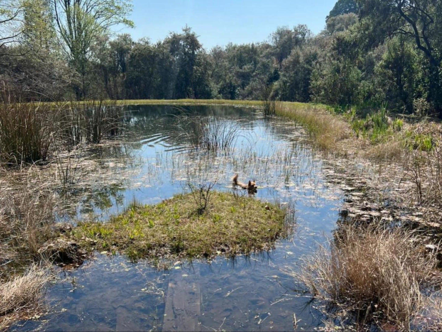 Emafweni, Forest, Nature, Plant, Tree, Wood, Lake, Waters, River