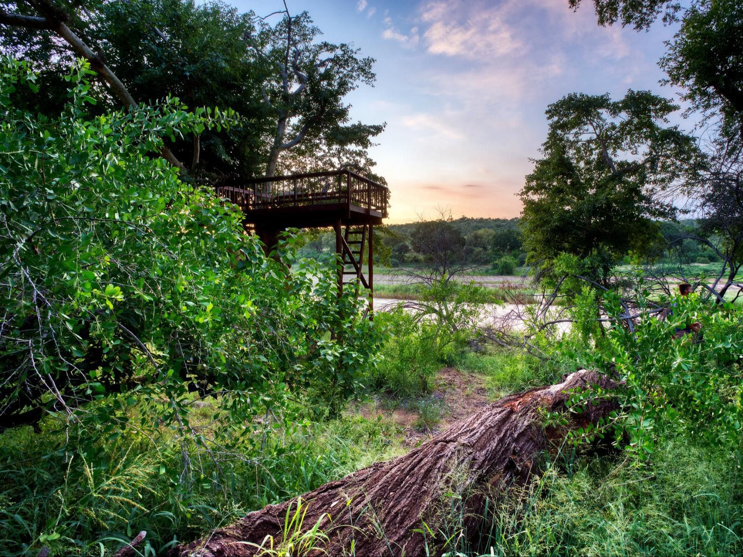 Emhosheni River Lodge Balule Nature Reserve Mpumalanga South Africa Tree, Plant, Nature, Wood