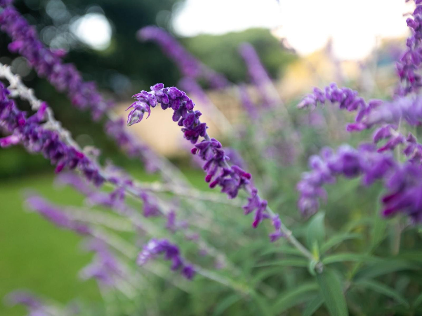 Emmarentia Guest House Melville Johannesburg Gauteng South Africa Complementary Colors, Flower, Plant, Nature, Lavender, Bokeh