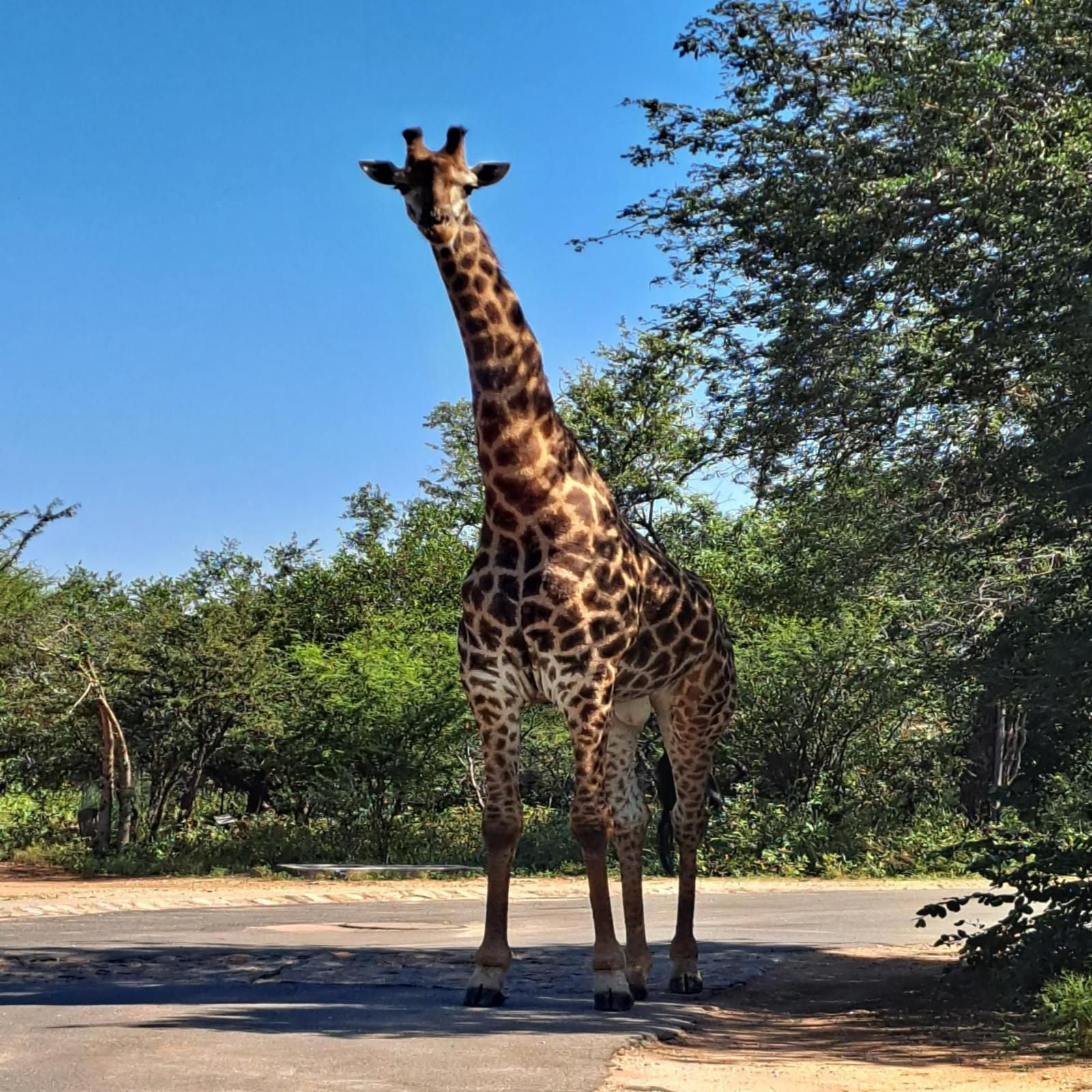 Empatia Lodge, Giraffe, Mammal, Animal, Herbivore