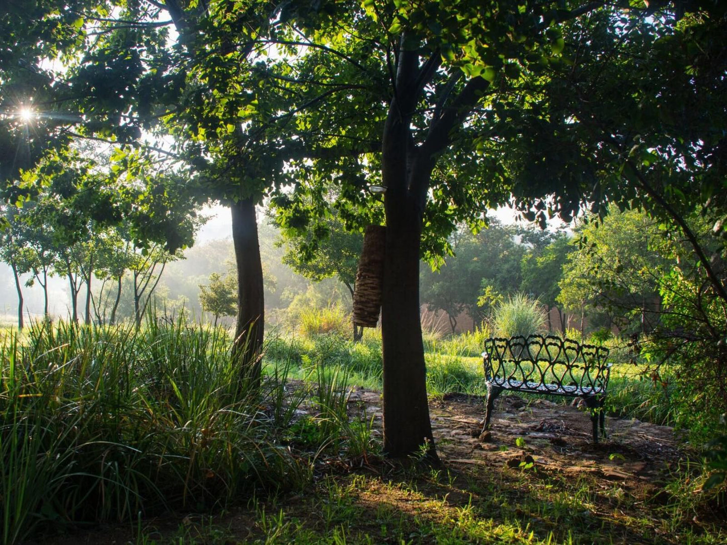 Emzini Apartments Buccleuch Johannesburg Gauteng South Africa Tree, Plant, Nature, Wood, Garden