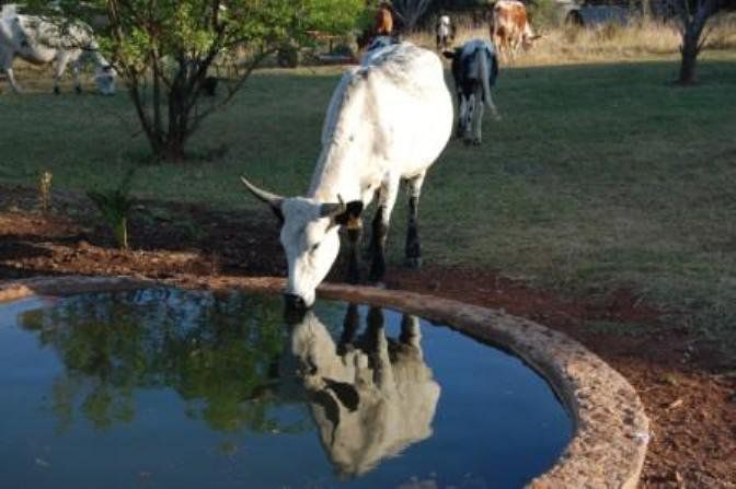 Enaleni Guest Farm Camperdown Kwazulu Natal South Africa Goat, Mammal, Animal, Herbivore, Water Buffalo