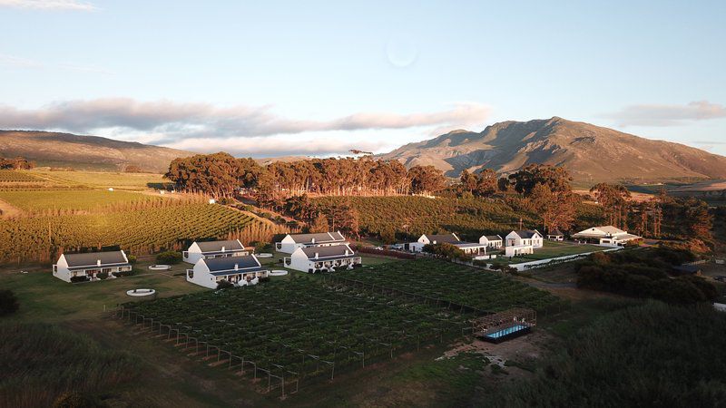 Endless Vineyards At Wildekrans Wine Estate Bot River Western Cape South Africa Field, Nature, Agriculture