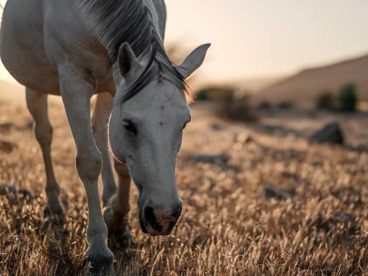 Enjo Nature Farm Clanwilliam Western Cape South Africa Horse, Mammal, Animal, Herbivore